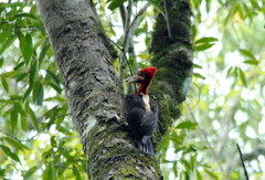 Campephilus robustus