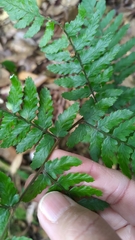 Athyrium arisanense