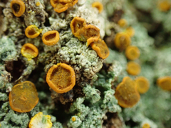 Brigantiaea leucoxantha