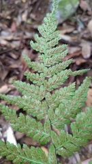 Athyrium arisanense