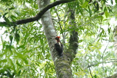 Campephilus robustus