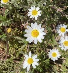 Anacyclus
