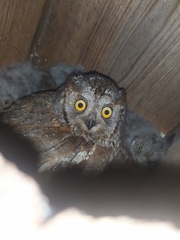 Otus scops
