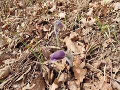 Pulsatilla grandis
