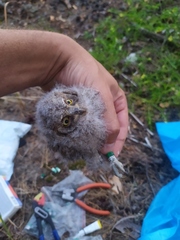 Otus scops