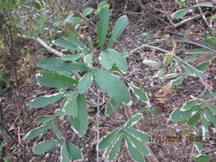 Semialarium mexicanum