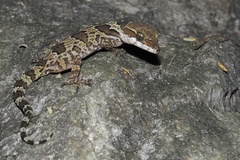 Cyrtodactylus papilionoides