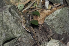 Cyrtodactylus papilionoides