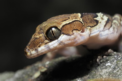 Cyrtodactylus papilionoides