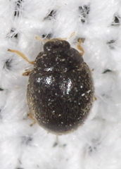 Stethorus pusillus