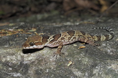 Cyrtodactylus papilionoides
