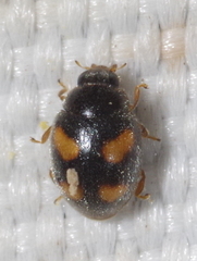 Nephus quadrimaculatus
