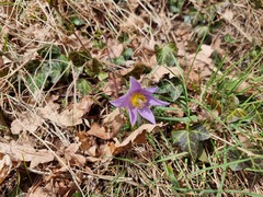 Pulsatilla grandis