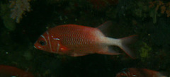 Sargocentron caudimaculatum