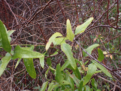 Smilax auriculata