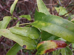 Smilax auriculata