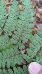 Diplazium laxifrons