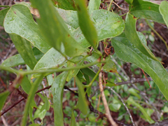 Smilax auriculata