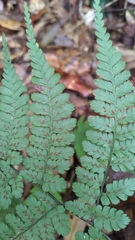 Diplazium laxifrons