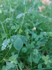 Medicago lupulina