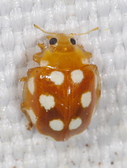 Vibidia duodecimguttata