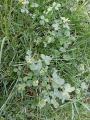 Medicago lupulina