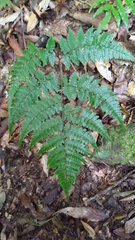 Diplazium laxifrons