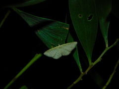 Idaea philocosma
