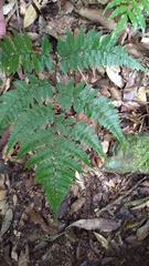Diplazium laxifrons