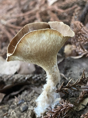 Pleurotus tuber-regium