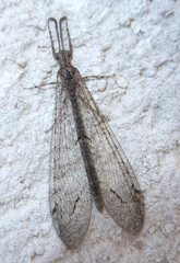 Neuroleon distichus