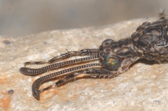 Neuroleon distichus
