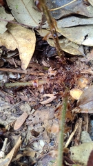 Polystichum mucronifolium