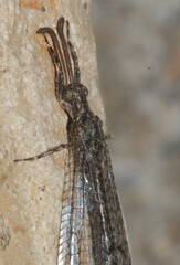 Neuroleon distichus