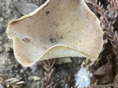Pleurotus tuber-regium