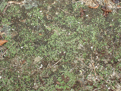 Bryum argenteum