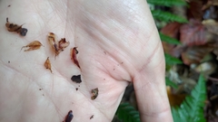 Polystichum mucronifolium