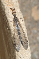 Neuroleon distichus