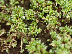 Bryum argenteum