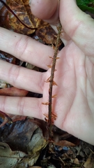Polystichum mucronifolium