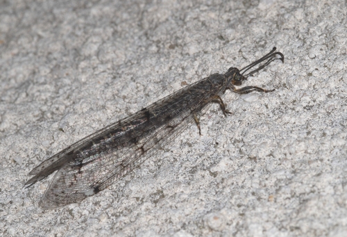 Formicaleone tetramaculato