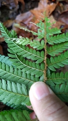 Polystichum mucronifolium