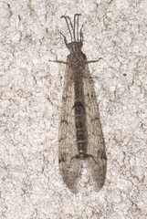 Neuroleon nemausiensis