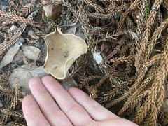 Pleurotus tuber-regium