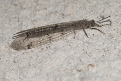 Neuroleon nemausiensis