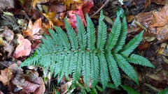 Polystichum mucronifolium