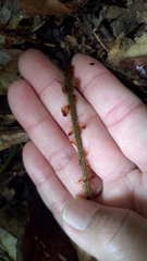 Polystichum mucronifolium
