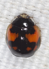 Adalia decempunctata