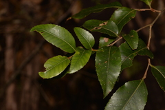 Nothofagus moorei