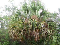 Sabal palmetto